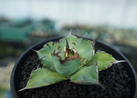 アガベ　チタノタ　黒鯨　Agave titanota black whales　No.4