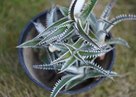 dyckia fightingtiger