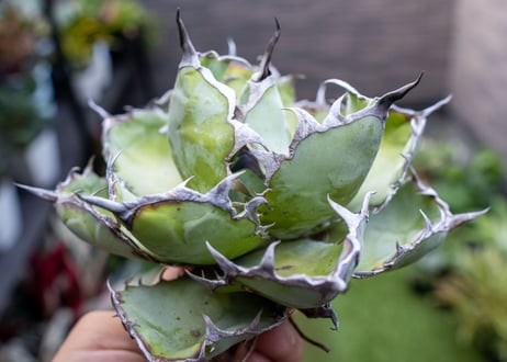 Agave B&B A NO.3