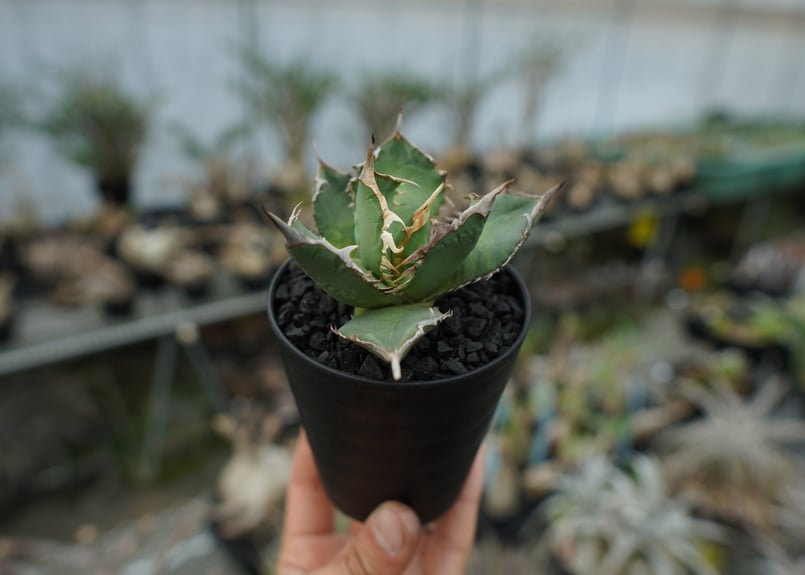 アガベ チタノタ FO-76 agave titanota FO-76 No.1 | mana