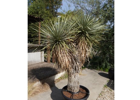 ユッカ　ロストラータ　ヒドラ　yucca rostrata　NO.2