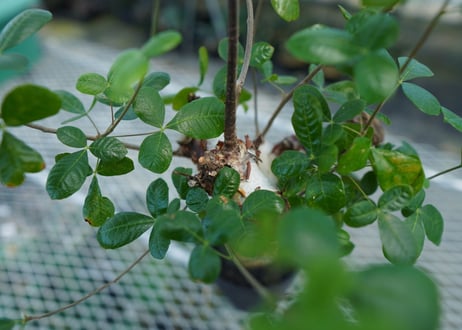 コミフォラ オルビクラリス　commiphora orbicularis