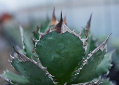 Agave Sowing seeds D 特大