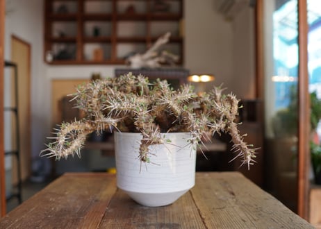 サルコカウロン クラシカウレ　Sarcocaulon crassicaule