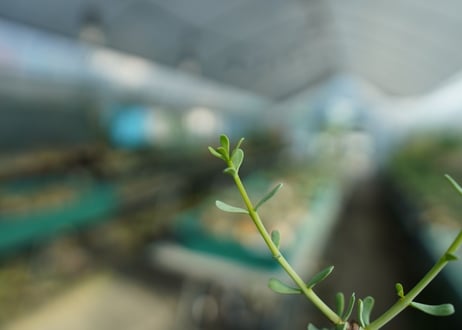 ケラリア フルチコーサ　Ceraria fruticosa