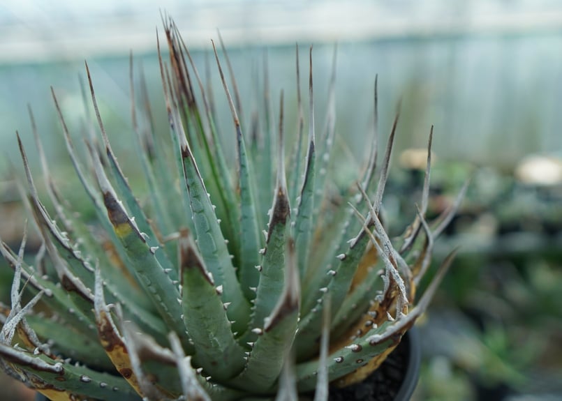 アガベ ユタエンシス Agave uthaensis No.4 | mana's farm:塊