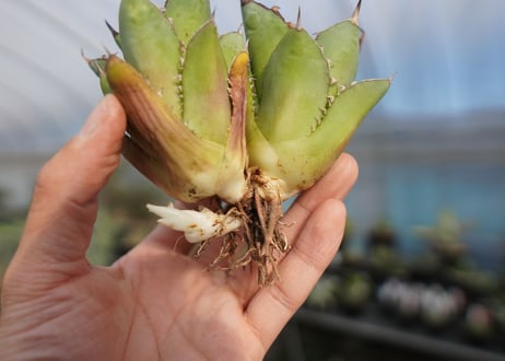 agave titanota 剣竜　No.2