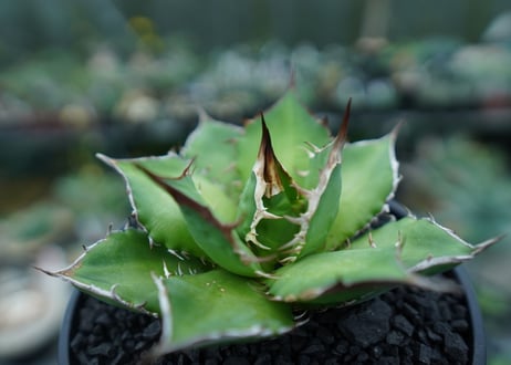アガベ　チタノタ　Agave titanota　No.10