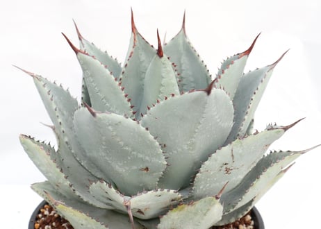 Agave pygmaea 'Dragon Toes'