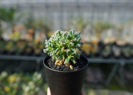 トリコディアデマ　デンサム　Trichodiadema densum