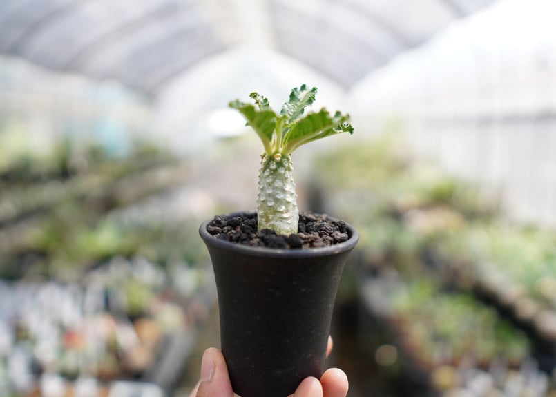 ドルステニア ラブラニー | mana's farm:塊根植物・アガベ・ドライ