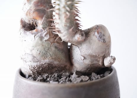 Pachypodium densiflorum