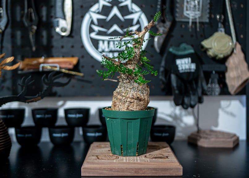 オペルクリカリア パキプス Operculicarya pachypus No.1 | man