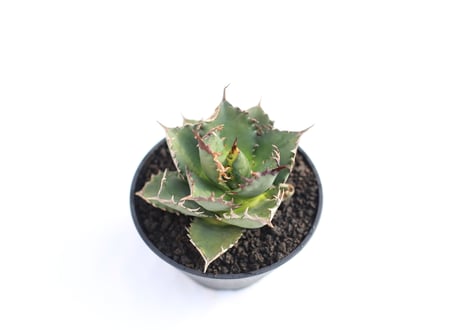 Agave titanota FO-76 compacta  no.８