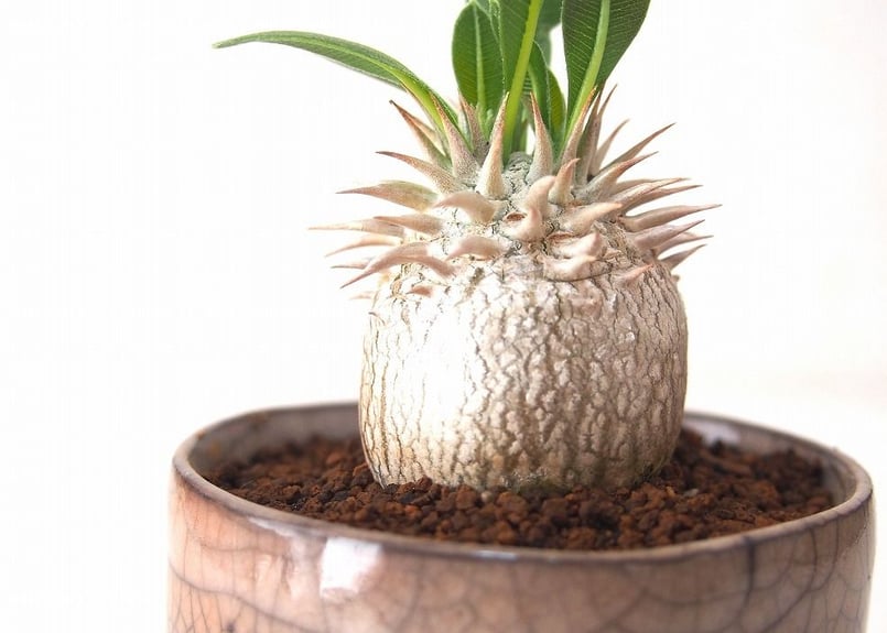 パキポディウム デンシカウレ 恵比寿大黒 Pachypodium densicaule fr