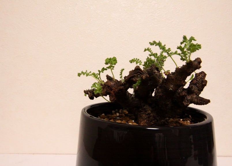 ペラルゴニウム　アルテルナンス ペラルゴニウム アルテルナンス Pelargonium alternans | mana's