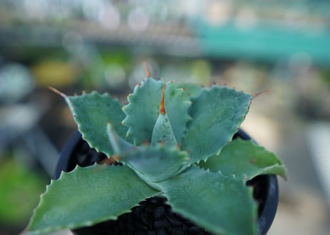 アガベ　イシスメンシス　Agave Isthmensis　No.1