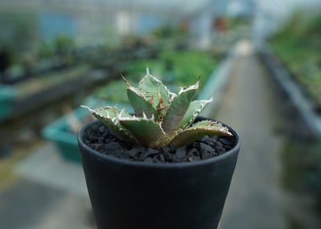 アガベ　チタノタ　FO-76　agave titanota  FO-76　No.9