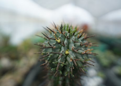 ユーフォルビア　ゼブラホリダ　Euphorbia horrida var. zebrina