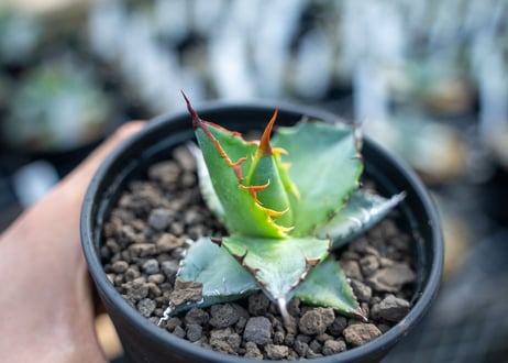 アガベ　チタノタ　ブルー　agave titanota Blue 　NO.5