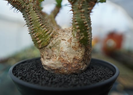 パキポディウム　グラキリス　Pachypodium  Gracilius No.6