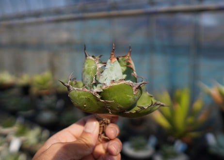 agave　titanota　ブラックアンドブルー　No.11
