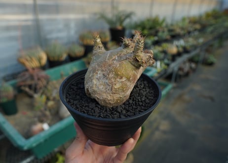 パキポディウム　マカイエンセ　Pachypodium makayense  No.6