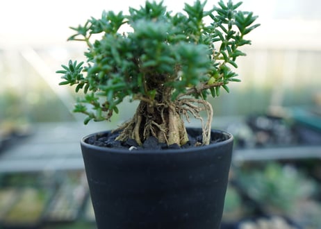 トリコディアデマ ステラツム　Trichodiadema stellatum  No.4