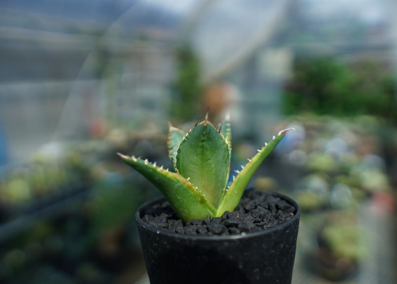 アガベ チタノタ 黄覆輪 Agave titanota variegata | mana's