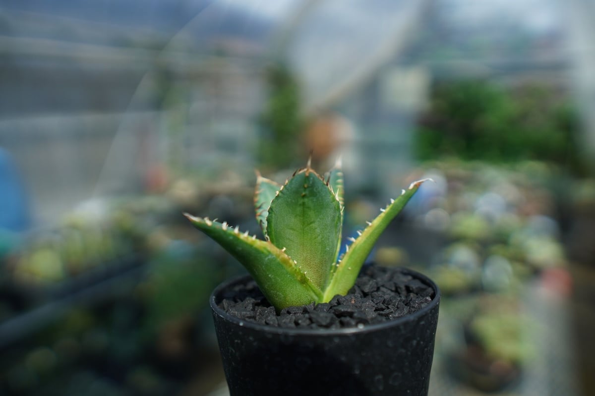 アガベ チタノタ 黄覆輪 Agave titanota variegata | mana's