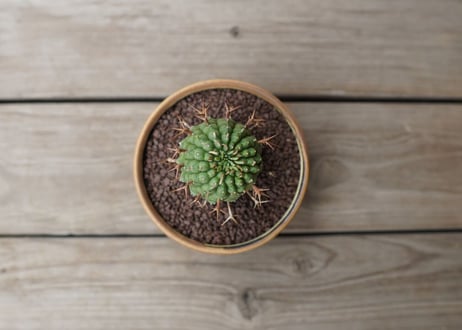ユーフォルビア　群星冠　Euphorbia stellispina