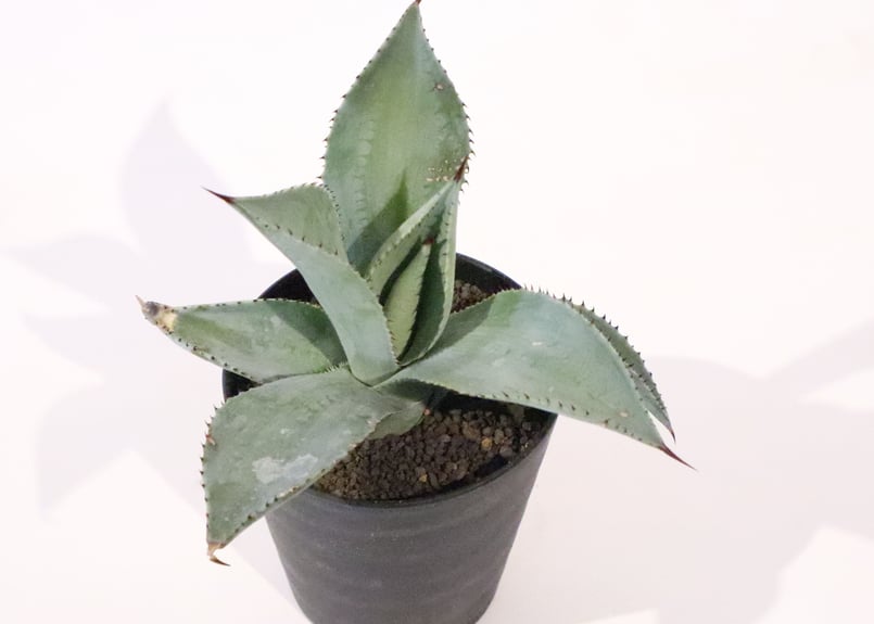 アガベ ドラゴントゥース | mana's green:塊根植物販売|マナズ アガベ ドラゴントゥース | mana's green:塊根植物販売|マナズ