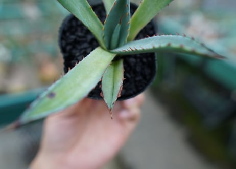 アガベ　屈原の舞扇 Agave 'Kutsugen no Maiougi'   No.1