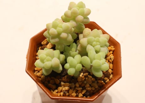 セダム　新玉つづり