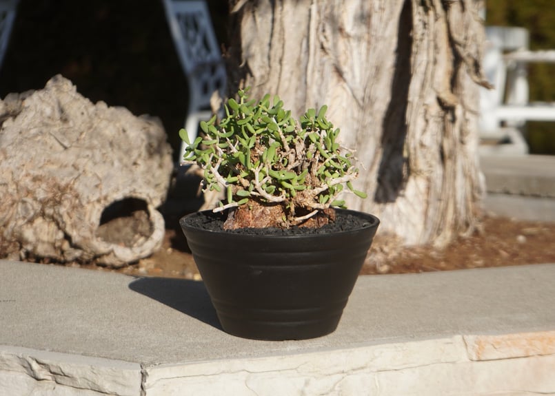 ケラリア ピグマエア | mana's farm:塊根植物・アガベ・ドライガーデン