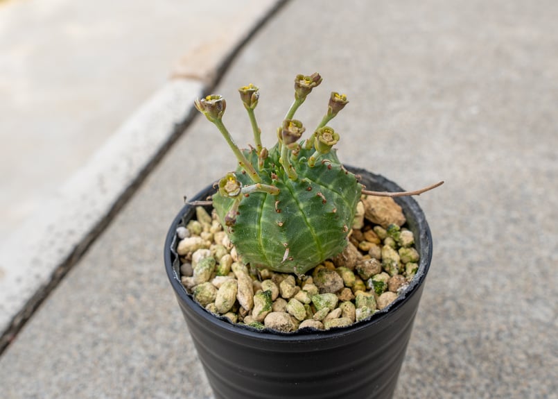 ユーフォルビア バリダ オス | mana's farm:塊根植物・アガベ・ドライ