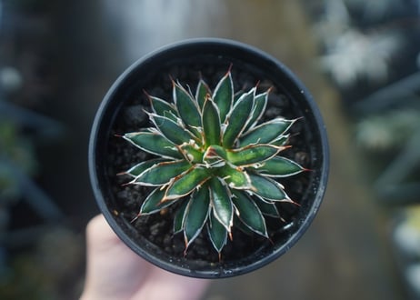アガベ　フィリフェラ　シディゲラ　agave filifera ssp. schidigera 　No.2