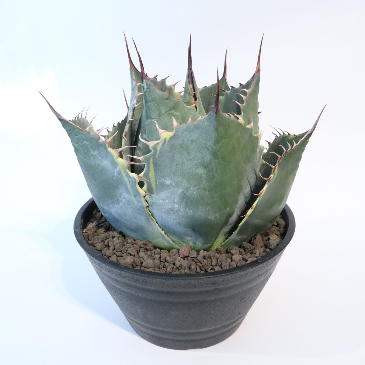 アガベ パラサナ・ファイヤーボール　大株 fit=scale-down,w=1200