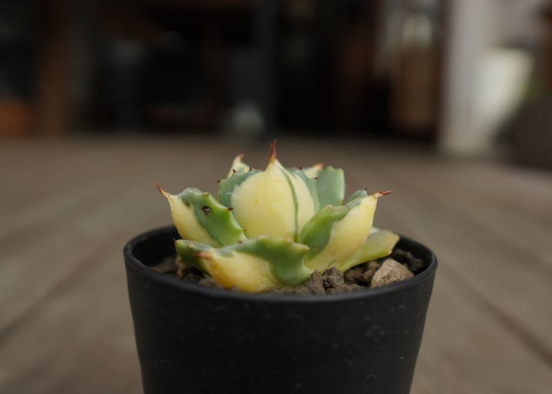 アガベ 雷神　開花前(yui) アガベ 雷神 開花前(yui) アガベ 雷神 開花前(yui) アガベ 雷神