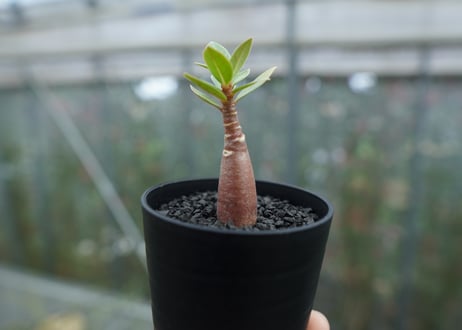 アデニウム　Adenium  No.3