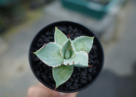 アガベ　兜蟹錦　Agave isthmensis “Kabutogani” variegata
