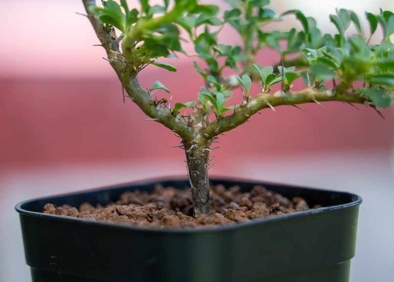 (最終価格)サルコカウロン バンデリエティアエ サルコカウロン バンデリエティアエ Sarcocaulon vanderietiae