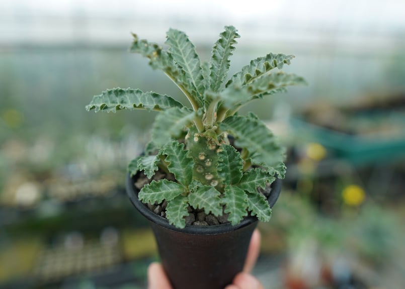 ドルステニア ラブラニー Dorstenia lavrani | mana's farm:塊根