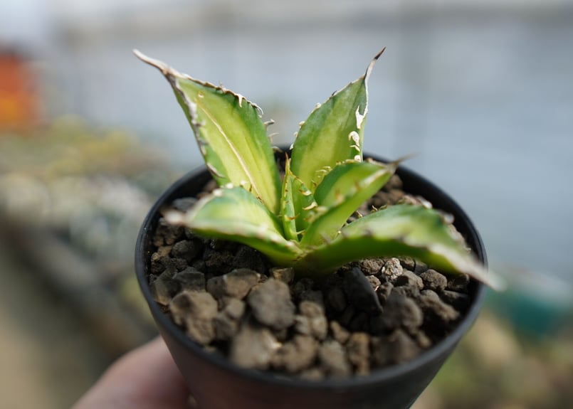 アガベ チタノタ錦 Agave titanota Variegated | mana's fa