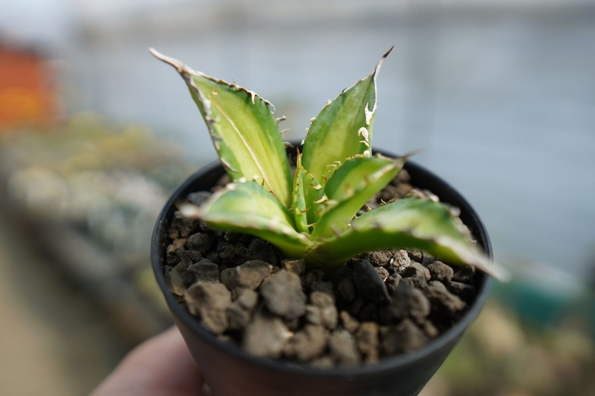 アガベ チタノタ錦 Agave titanota Variegated | mana's gr