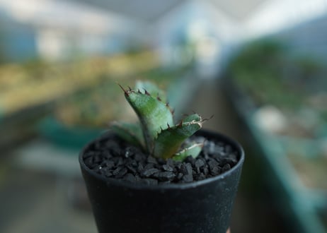 アガベ　チタノタ　 ブラックアンドブルー 　Agave titanota black and blue　No.3