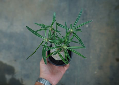【発根管理中】パキポディウム　グラキリス　 Pachypodium Gracilius  No.2