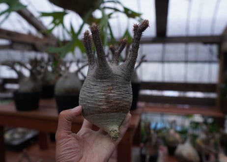 パキポディウム　グラキリス　Pachypodium gracilius　抜き苗　№172