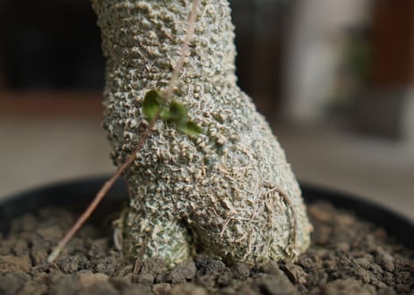 フォッケア　エデュリス　火星人　Fockea edulis
