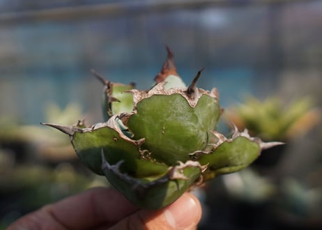 agave　titanota　ブラックアンドブルー　No.6